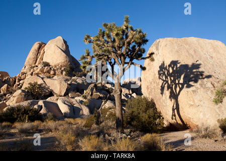 Joshua Tree National Park, California, Stati Uniti d'America alberi di Joshua (Yucca brevifolia) crescente tra gli affioramenti granitici. Uno scenario tipico della parte superiore della t Foto Stock