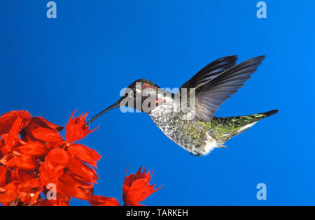 Anna's Hummingbird, maschio, alimentando il Salvia Calypte anna fotografato nel sud della California, Stati Uniti d'America Foto Stock
