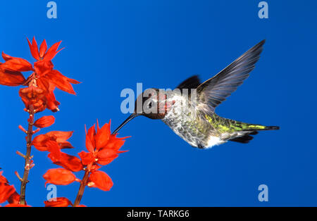 Anna's Hummingbird, maschio, alimentando il Salvia Calypte anna fotografato nel sud della California, Stati Uniti d'America Foto Stock