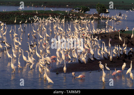 Airone bianco maggiore - Ardea alba Grande Egretta garzetta e altri uccelli (compresi Roseate spatole), riuniranno per alimentare in un flusso superficiale al fine di Foto Stock