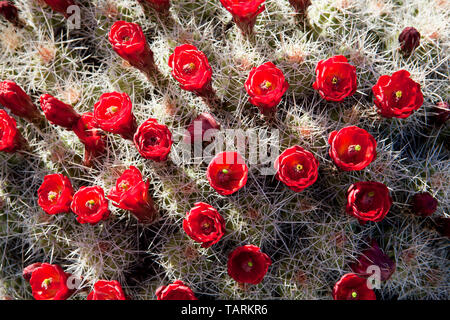 Claret cup cactus, Echinocereus triglochidiatus fotografato in Arizona, Stati Uniti d'America Foto Stock