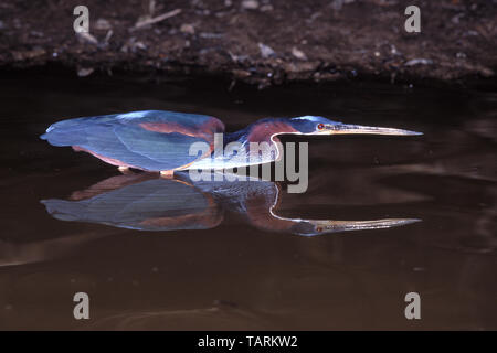 Airone Agami = di castagne e panciuto heron Agamia agami America Centrale e America del Sud. Fotografato nel Llanos del Venezuela Foto Stock