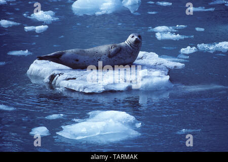 Guarnizione di tenuta del porto - Phoca vitulina poggiante su un glaçon. Le Conte di ingresso, a sud-est di Alaska, Alaska, STATI UNITI D'AMERICA Foto Stock