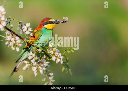 Bella wild bird si siede su un ramo di acacia con una farfalla nel becco Foto Stock