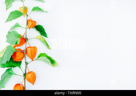 Fiore di arancia di physalis alkekengi isolati su sfondo bianco. Withania somnifera. Ashwagandha. Lanterna cinese piante, Lanterna giapponese, vescica c Foto Stock