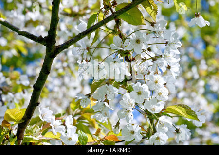 Wild Cherry Blossom (Prunus avium), in prossimità di un singolo spruzzo di fiori. Foto Stock