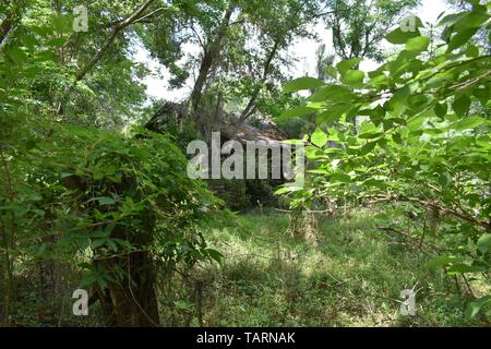 Abbandonato svolta del secolo cabina siede nascosto in un sud della foresta di querce. Foto Stock