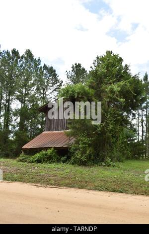 Fine del secolo fienile nascosta in una quercia meridionale e la foresta di pini. Foto Stock