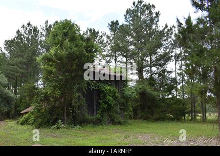 Fine del secolo fienile nascosta in una quercia meridionale e la foresta di pini. Foto Stock