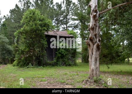 Fine del secolo fienile nascosta in una quercia meridionale e la foresta di pini. Foto Stock