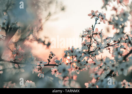 Tramonto dietro un fiore bianco tree. Molla di caldi colori, decente finitura colore. Foto Stock