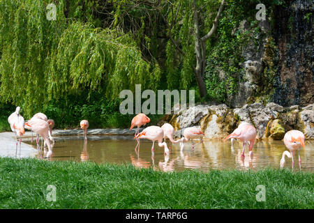 Fenicotteri rosa in piscina a Dudley Zoological Gardens, Castle Hill, Dudley, West Midlands, England, Regno Unito Foto Stock