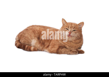 Gatto rosso con occhi verdi giacente su un panno bianco contro uno sfondo bianco Foto Stock