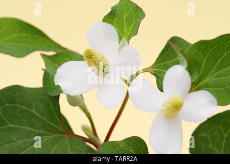 Houttuynia cuoriformi erba pesce con fiore, medicina cinese Foto Stock