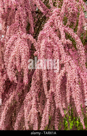 Tamarix albero in piena fioritura - Francia. Foto Stock