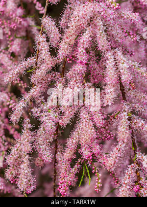 Tamarix albero in piena fioritura - Francia. Foto Stock