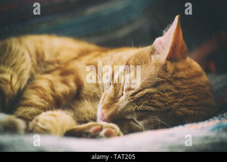 Ritratto di un simpatico gatto di zenzero che dorme su una sedia vicino, tonica Foto Stock