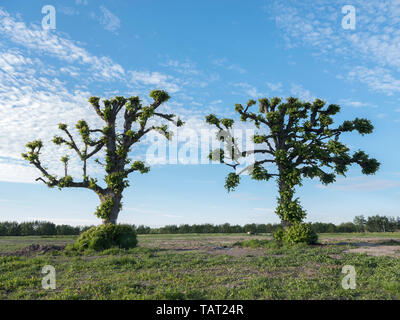 Due potatura di alberi di tiglio contro il cielo blu sullo sfondo Foto Stock