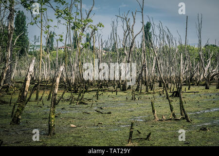 Paludi e acquitrini nella Riserva della Biosfera di Urdaibai nei Paesi Baschi, Spagna Foto Stock