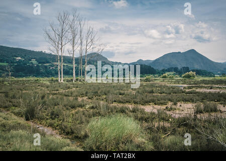 Paludi e acquitrini nella Riserva della Biosfera di Urdaibai nei Paesi Baschi, Spagna Foto Stock