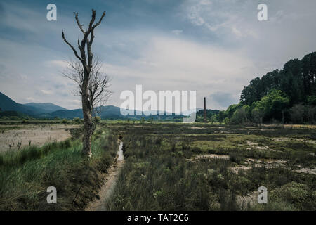 Paludi e acquitrini nella Riserva della Biosfera di Urdaibai nei Paesi Baschi, Spagna Foto Stock