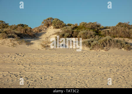 La spiaggia e le dune di sabbia con piante native su Mullaloo beach, Joondalup, Perth, Western Australia su un tardo pomeriggio prima del tramonto in maggio. Foto Stock