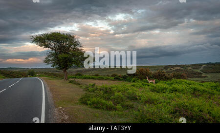 Lone daini circa per attraversare una strada al tramonto nel nuovo paesaggio forestale, Hampshire, Regno Unito Foto Stock