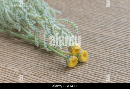 La nana in cotone di lavanda Santolina chamaecyparissus Nana closeup view all'interno Foto Stock