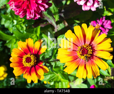 Luminoso con zinnia bee Foto Stock