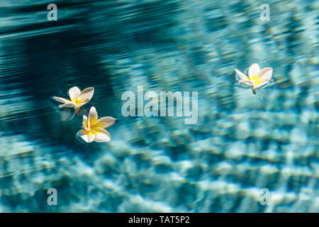 Plumeria fiori galleggianti in piscina, Bali, Indonesia Foto Stock