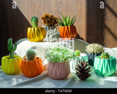 Varie specie di fiori e piante di cactus con molti geometrica piantatrici concrete sul tessuto bianco su sfondo di legno. Di cemento dipinta di vasi per home decoratio Foto Stock