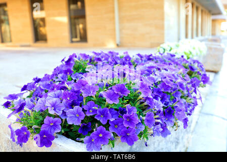 Il lilla e fiori viola di petunia di crescere in un letto di pietra che si erge sul marciapiede nei pressi di un moderno edificio residenziale. Foto Stock