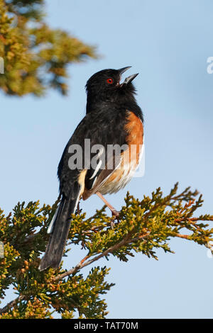 Maschio Towhee orientale o Rufous facciate Towhee (Pipilo erythrophthalamus) cantare da un orientale red cedar tree - Pineta Parco Provinciale, Ontario, Canada Foto Stock