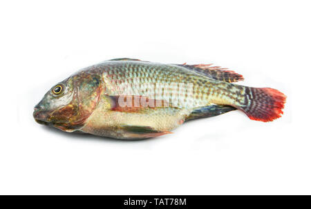 Crudo fresco tilapia pesci di acqua dolce, isolati su sfondo bianco Foto Stock