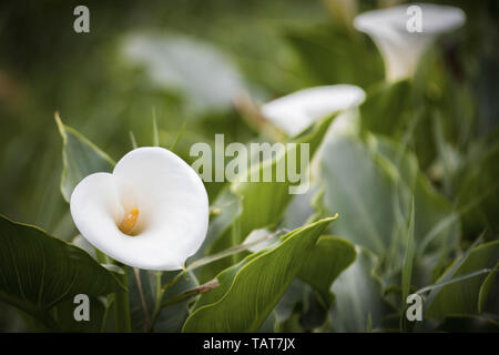 La bellezza di Alocasia macrorrhizos Foto Stock