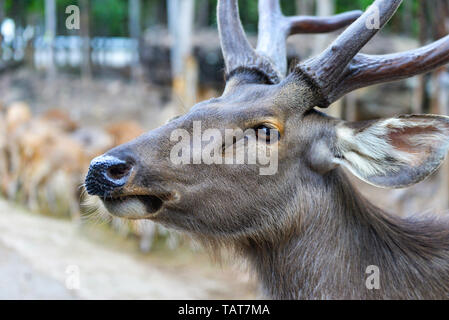 Deer faccia in prossimità della testa con corna di cervo nel Parco nazionale Foto Stock