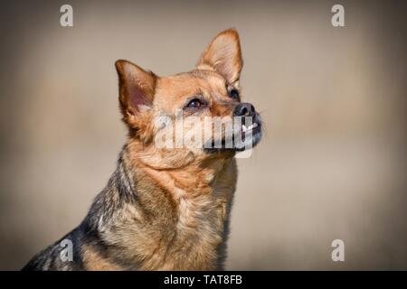 Cane con underbite Foto Stock