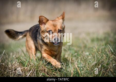 Cane con underbite Foto Stock