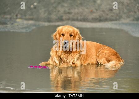 Giacente Golden Retriever Foto Stock