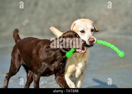 2 Labrador Retriever Foto Stock