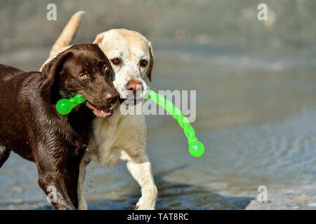 2 Labrador Retriever Foto Stock