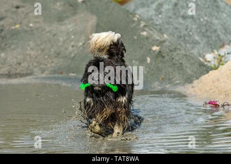 La riproduzione del cane di Terranova Foto Stock