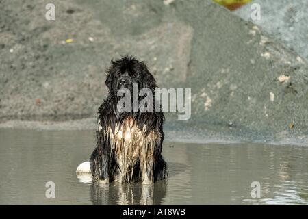 La balneazione cane di Terranova Foto Stock