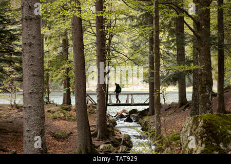 Dark silhouette di un uomo a piedi attraverso il ponte di legno nella foresta. Lago di montagna, stream. Escursioni nella foresta. Natur Park sentiero escursionistico. Foresta Nera. Foto Stock