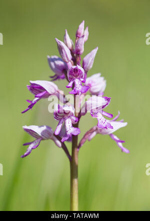 Orchidea militare (Orchis militaris) in fiore, closeup, REGNO UNITO Foto Stock