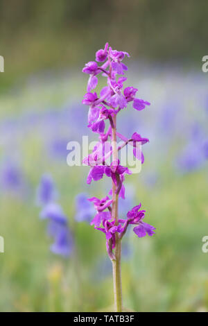 Inizio orchidea viola (Orchis mascula) con pezzata sfondo blu formata da bluebells Foto Stock