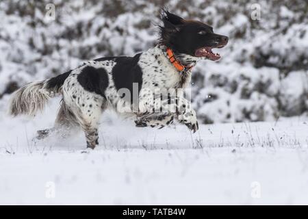 Esecuzione di tedesco puntatore longhaired Foto Stock