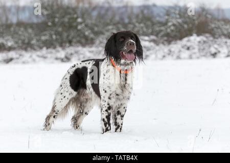 Esecuzione di tedesco puntatore longhaired Foto Stock