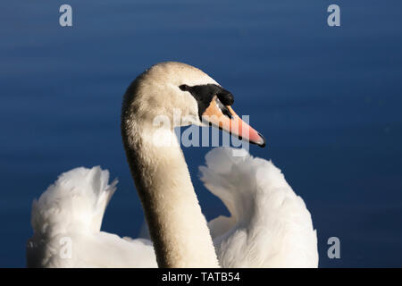 Ritratto di un cigno, Cygnus olor Foto Stock