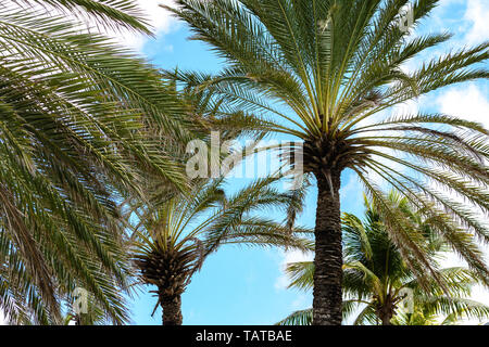 Corone di alberi di palma tropicali contro il cielo blu Foto Stock